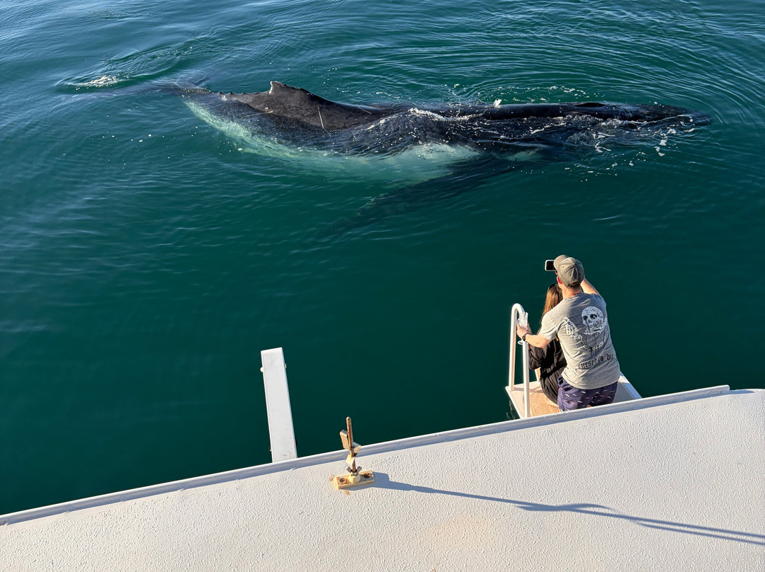 Ningaloo Discovery Whale Shark Tours-埃克斯茅斯必去景点