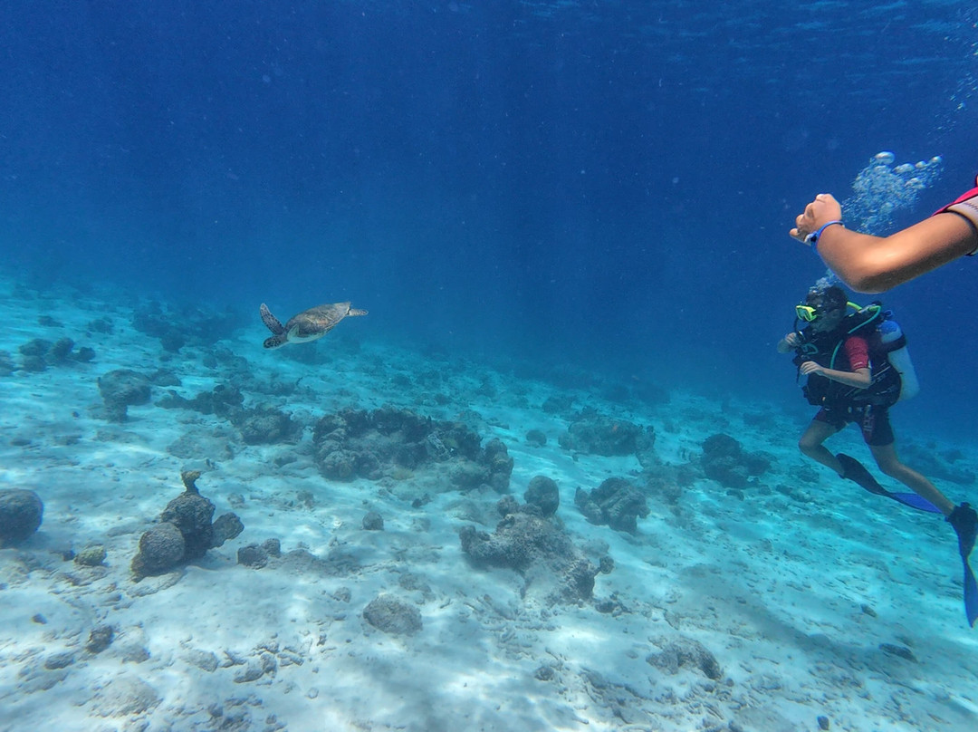 Dushi Diving-威廉斯塔德必去景点