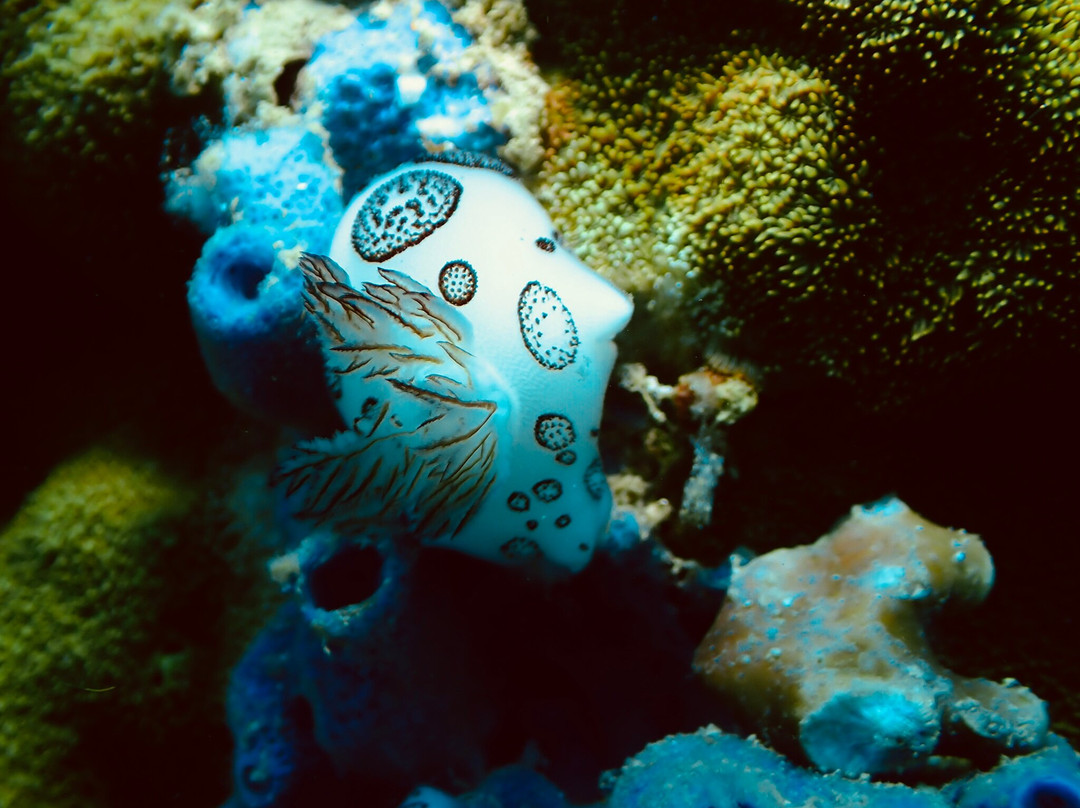 Tioman Dive Centre-德克必去景点