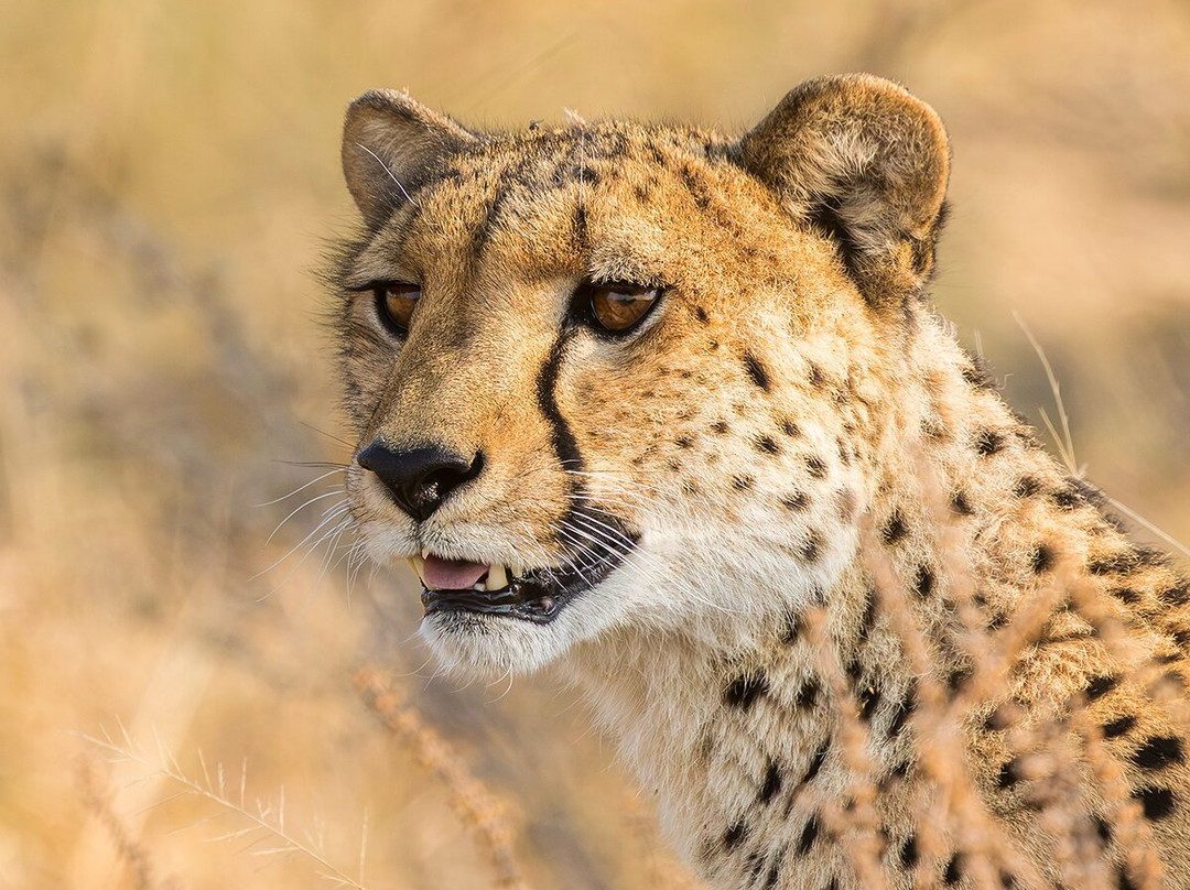 Moremi Wildlife Reserve-莫雷米野生动物保护区必去景点