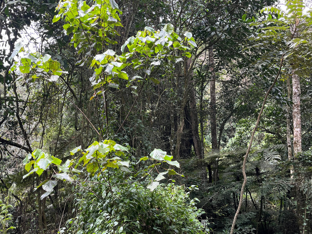 Usambara Mountains-Nkongoi必去景点