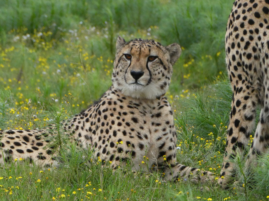 Lalibela Wildlife Reserve Mark's Camp Family Lodge主图