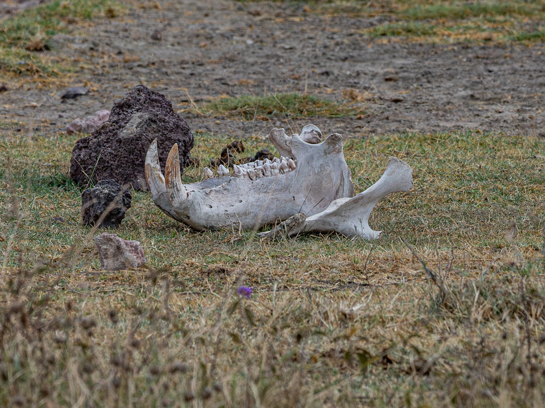 Ngorongoro Crater-恩戈罗恩戈罗保护区必去景点