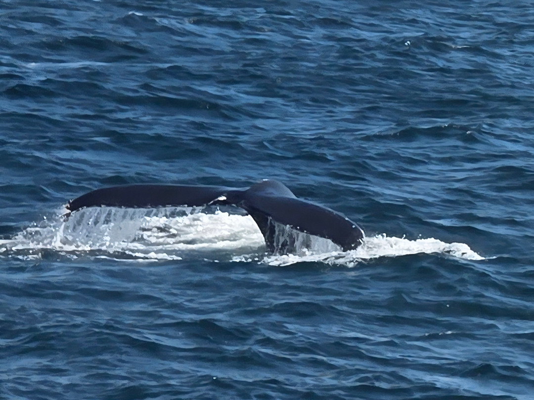 Bar Harbor Whale Watch Co.-巴港必去景点