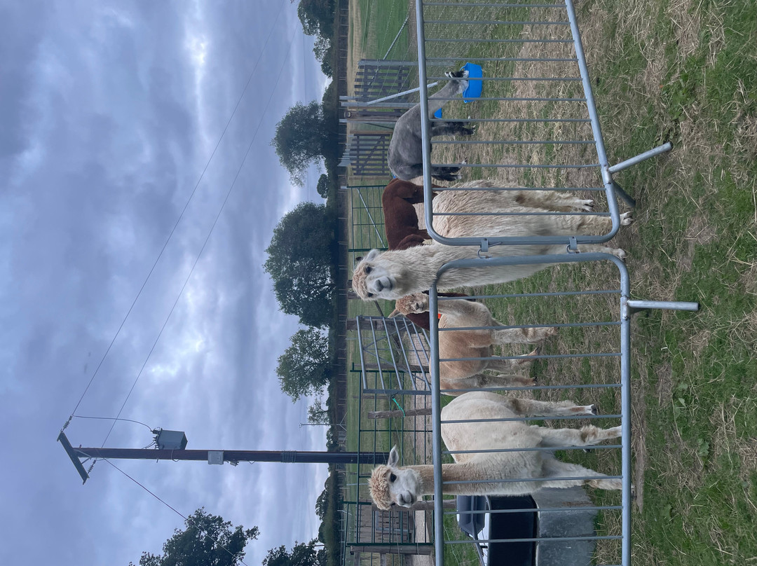 Reservoir Alpacas-Chard必去景点