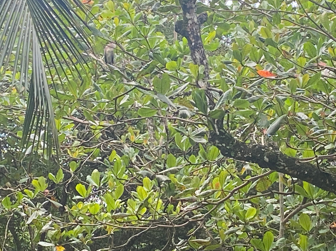 Cahuita National Park-卡维塔必去景点