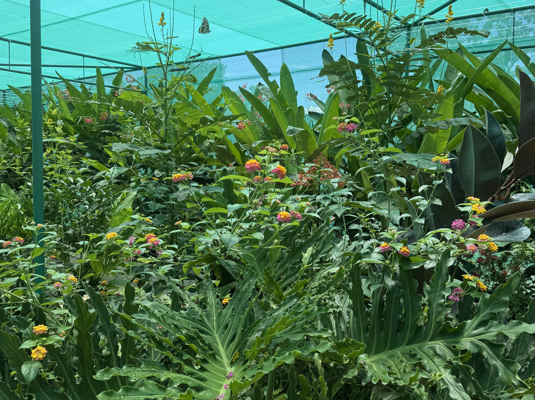 Siquijor Butterfly Sanctuary-锡基霍尔岛必去景点