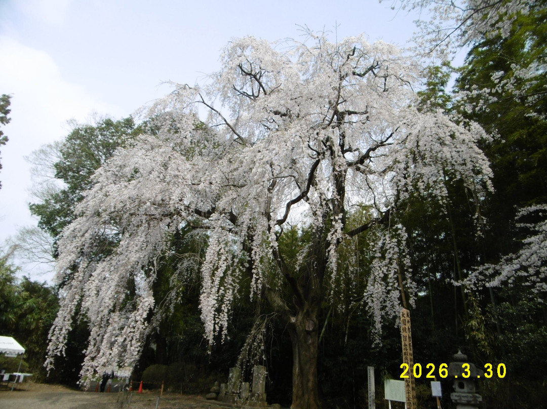 The weeping cherry tree at Tanomoshi Yakushido Temple-板仓町必去景点