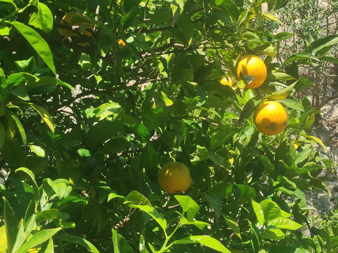 La Limonaia Del Castel-利莫内必去景点