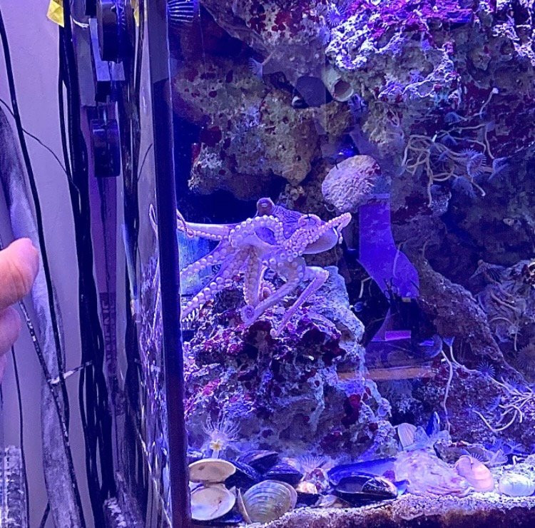 Deep Blue Aquarium Tour-安娜堡必去景点