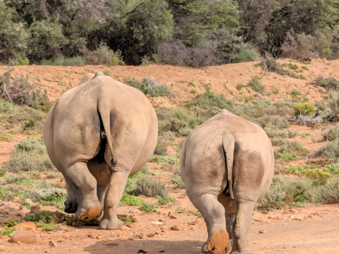 Inverdoorn Private Game Reserve-开普敦中心区必去景点
