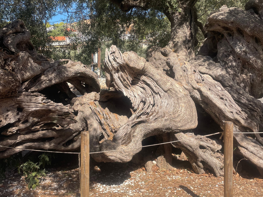 Nefis Travel Zakynthos-提斯里菲必去景点
