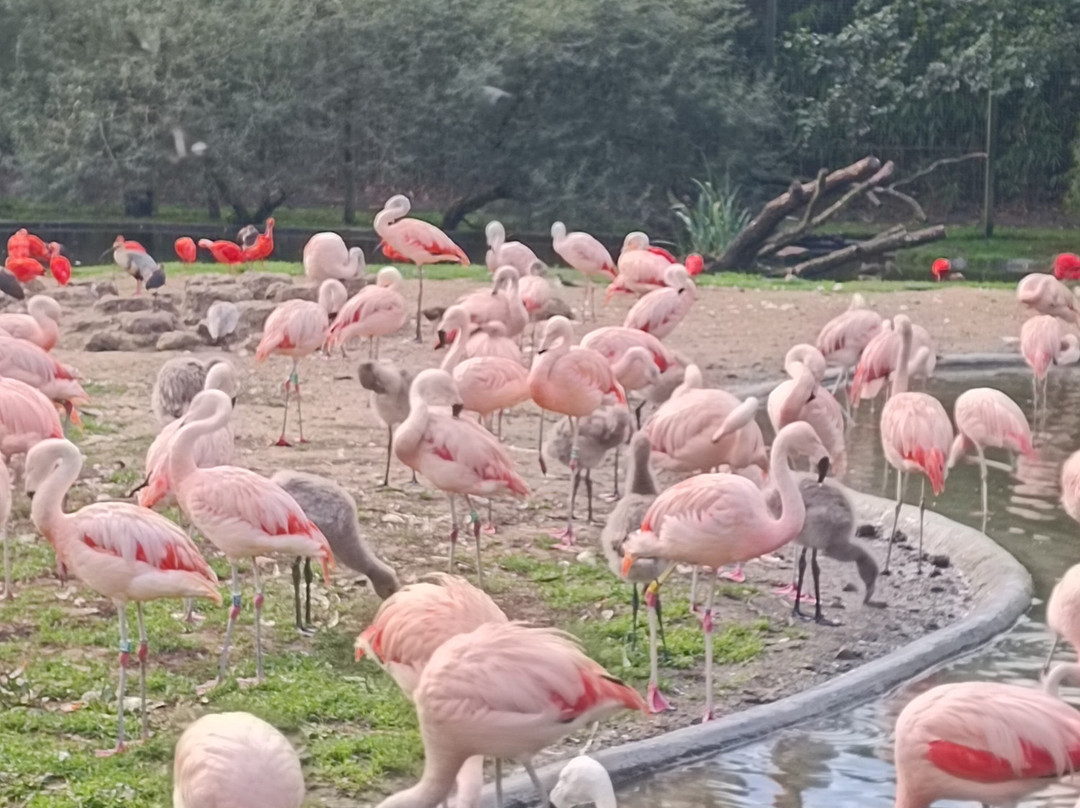 Zoo Planckendael-梅赫伦必去景点