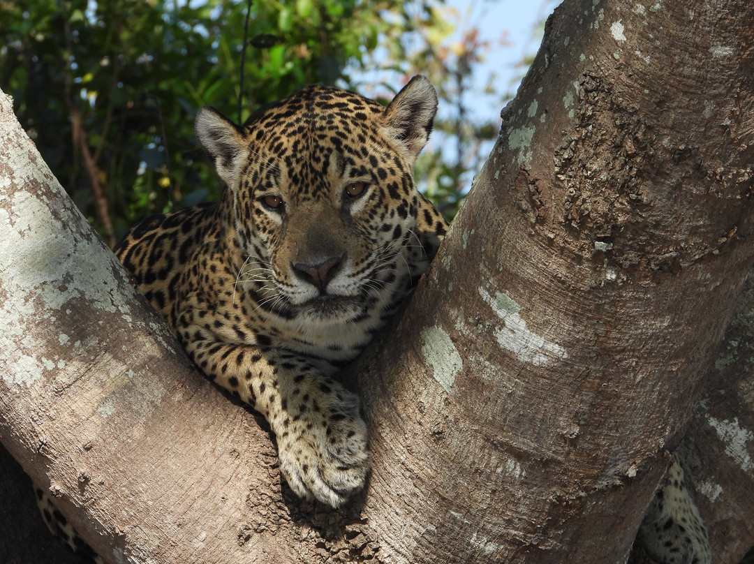 Boute Expeditions-Cuiaba必去景点