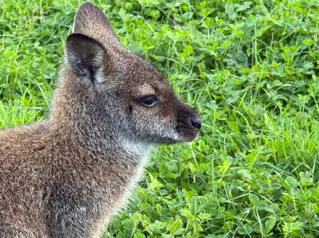 The Meadows Wildlife Park-卡菲利必去景点
