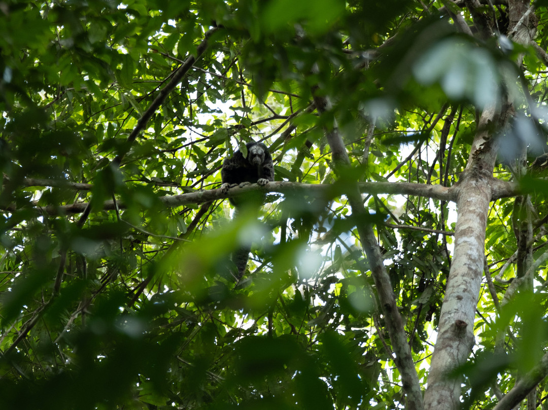 Parque Nacional del Yasuni - Fernando guia en la Amazonia-Coca必去景点