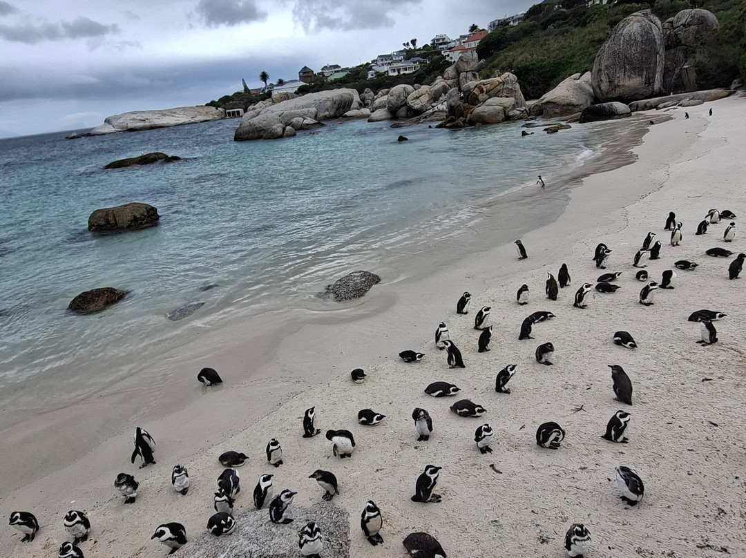 Boulders Beach Penguin Colony-西门镇必去景点
