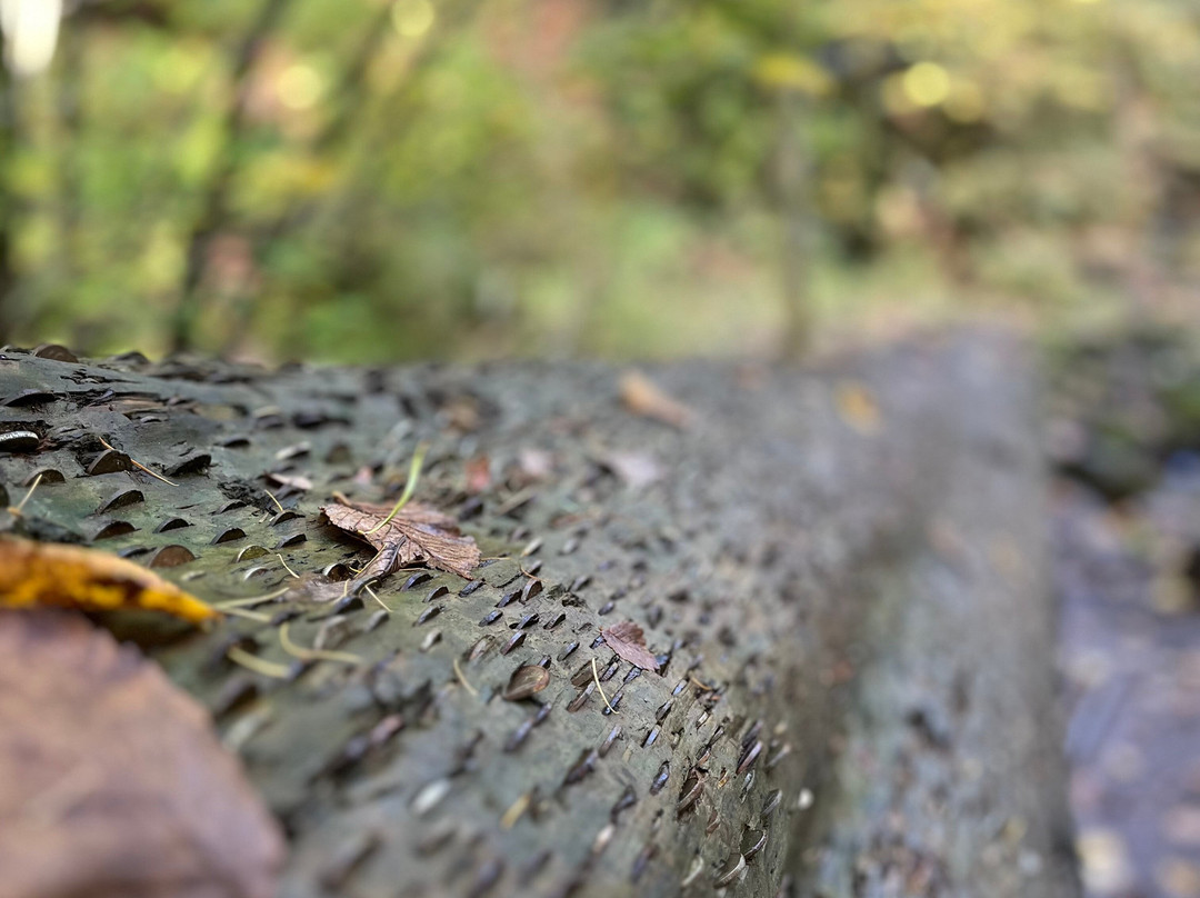 Hareshaw Linn Walk-Bellingham必去景点