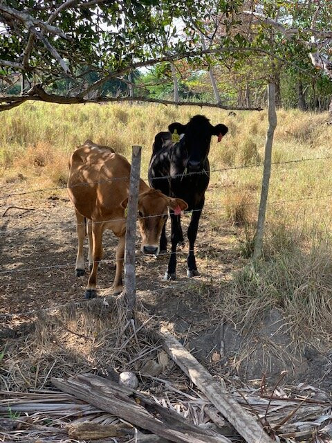 Steps Beach - Reserva Marina Tres Palmas