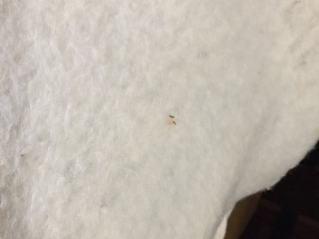 Affordable Suites Burlington主图