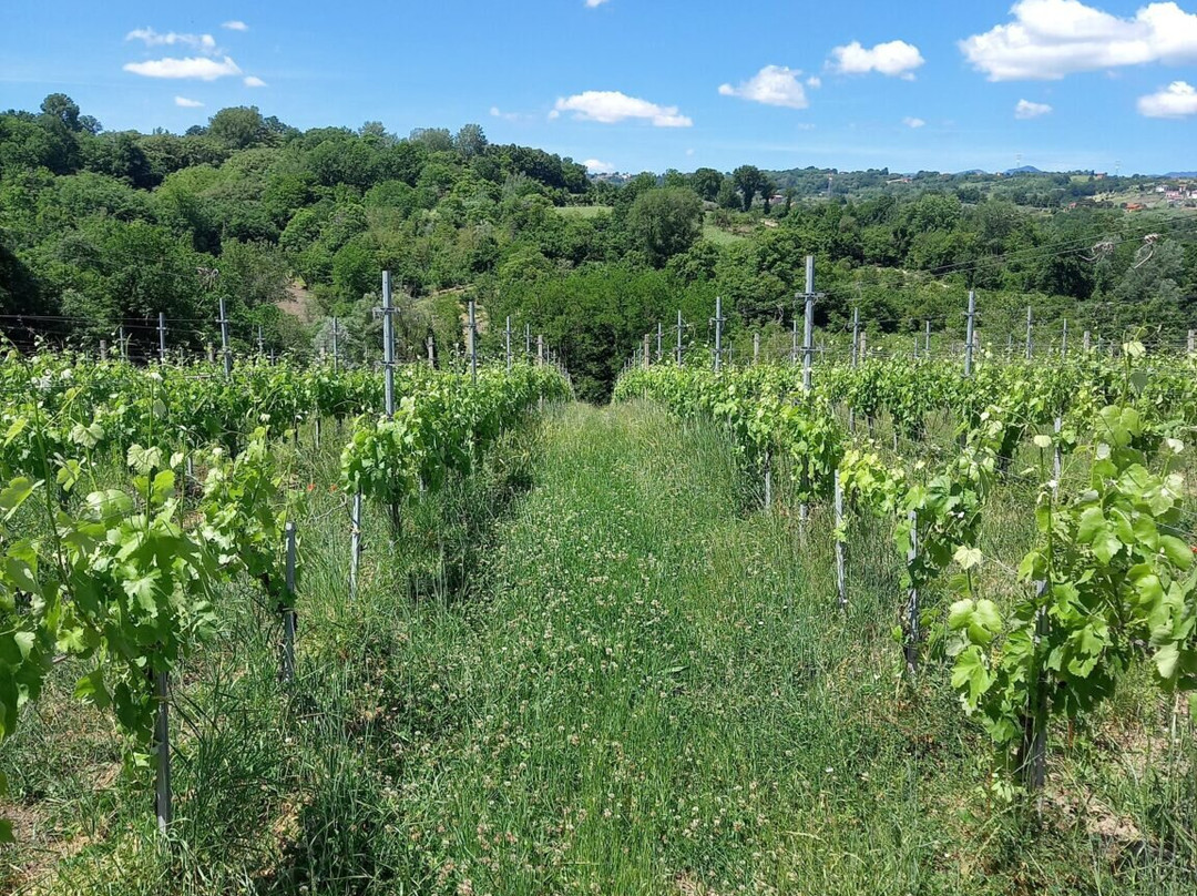 Azienda Agricola Filadoro-Lapio必去景点