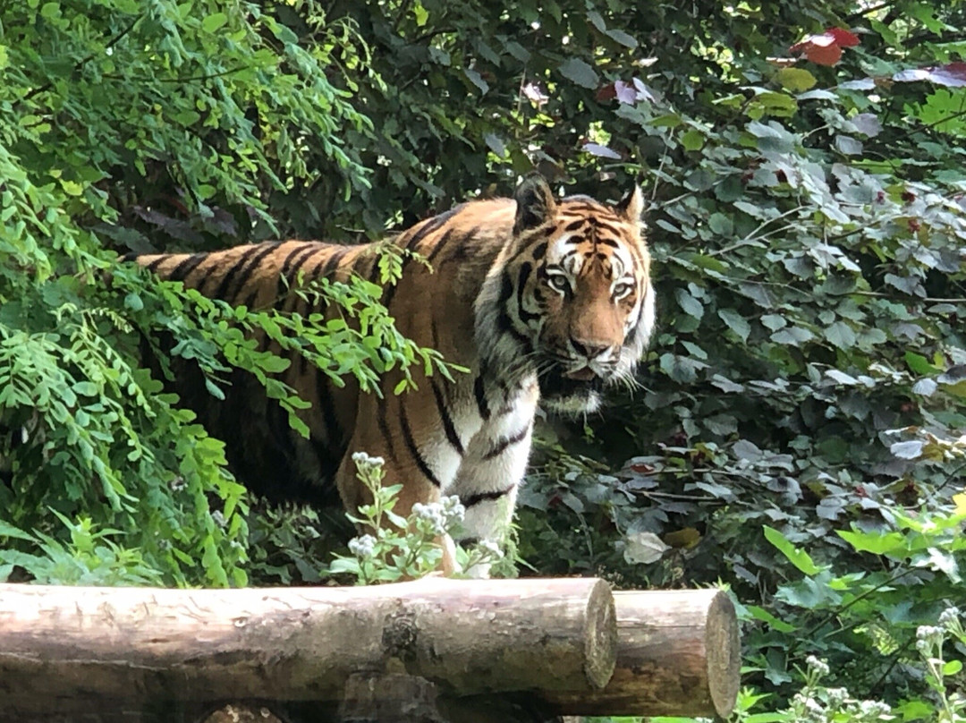 Zoo Aschersleben-Aschersleben必去景点