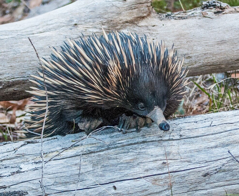 Echidna Ridge Bushland Experience景点图片