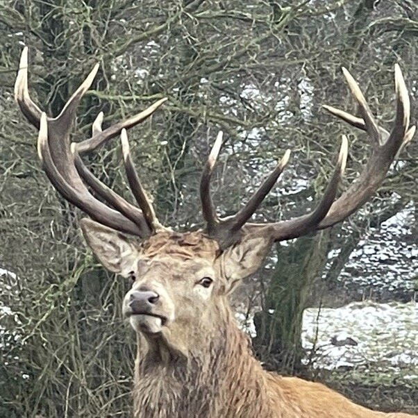 Sprinks farm deer park景点图片