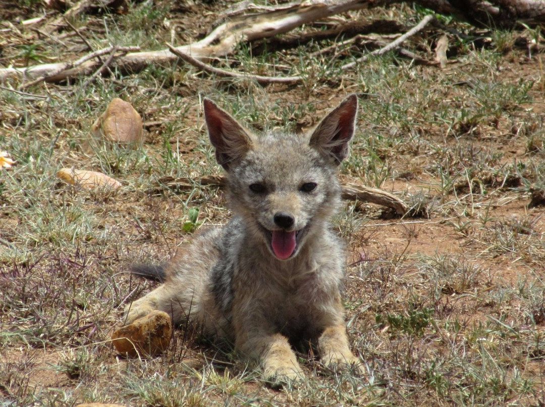 Great Plains Conservation Mara Plains Camp