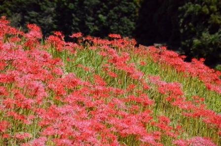 Minozawa Higanbana Park