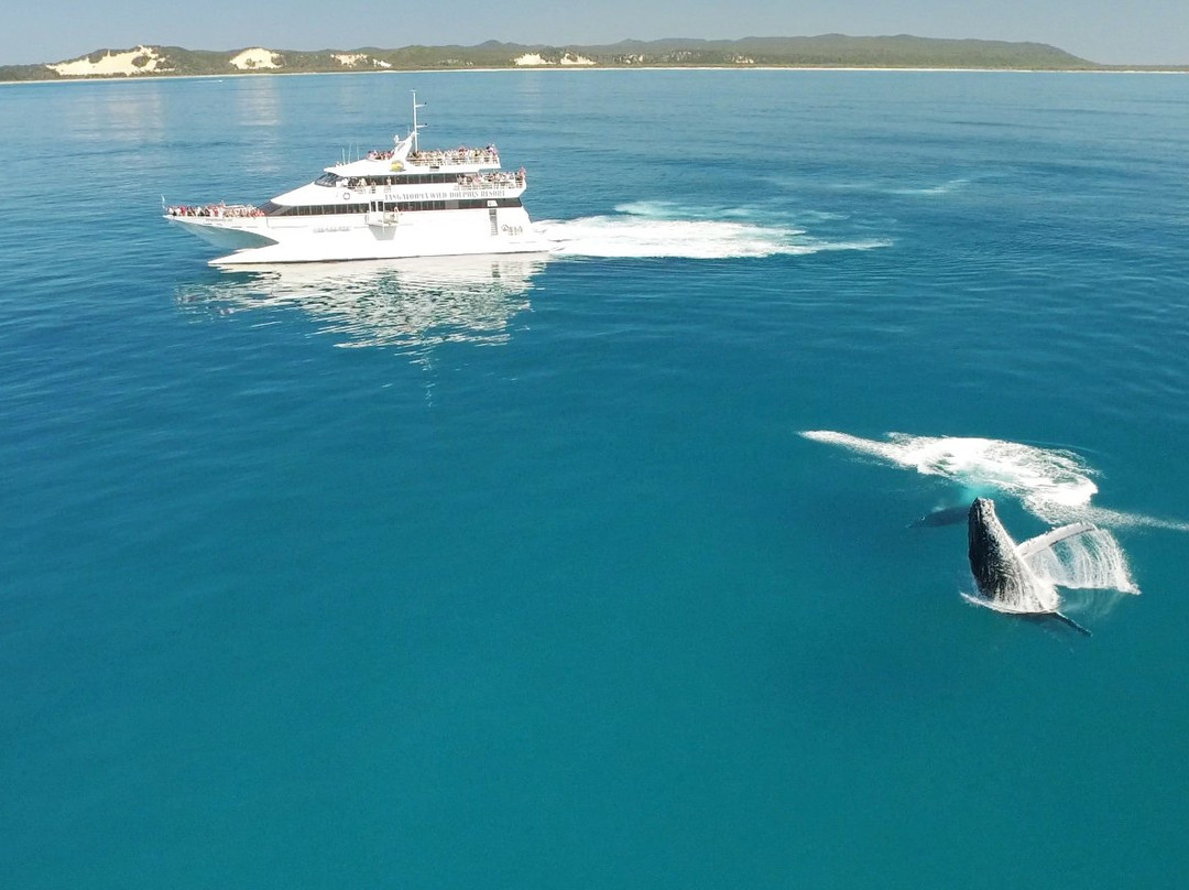 Tangalooma Wild Dolphin Feeding Program景点图片