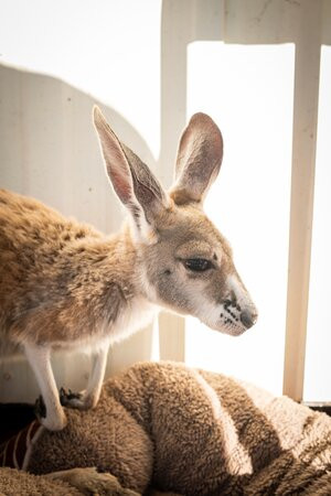 Lisa’s Kangaroo Retreat-Port Hedland必去景点