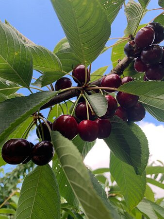 Red Hill Cherry Farm景点图片