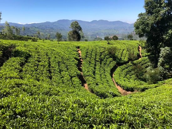 Train Tours-埃勒必去景点