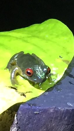 Kinkajou Night Walk Tour-圣埃伦娜必去景点