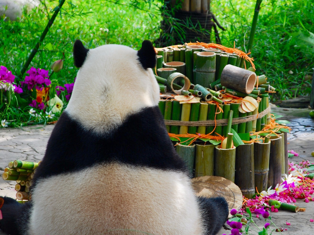 My Panda Tours-成都必去景点