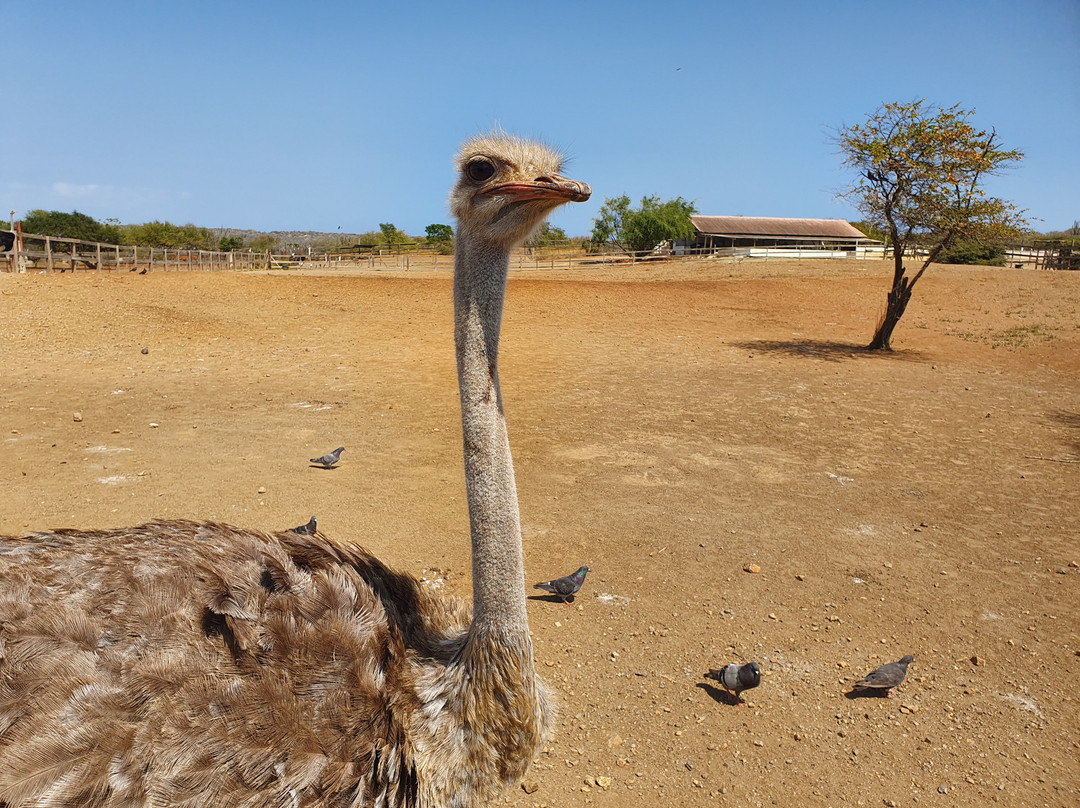 Santa Catharina旅游攻略图片