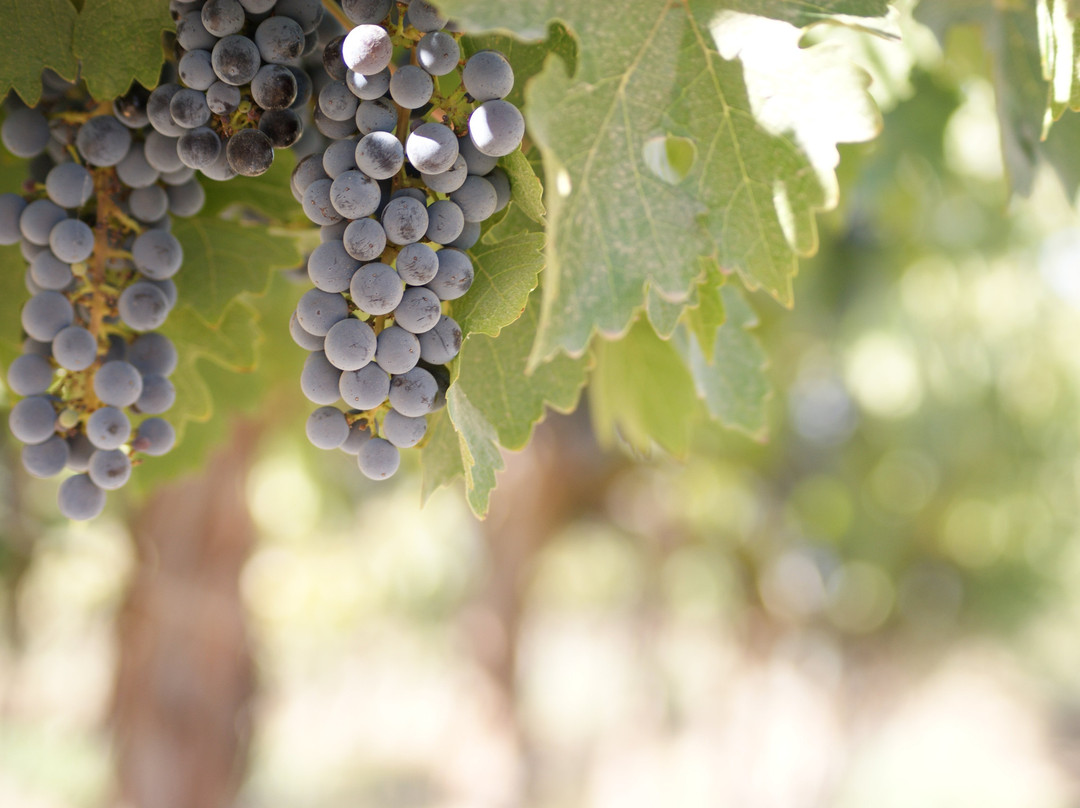 Locatelli Vineyards & Winery景点图片