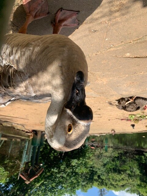 Parque Vinte De Maio-阿雷格里港必去景点
