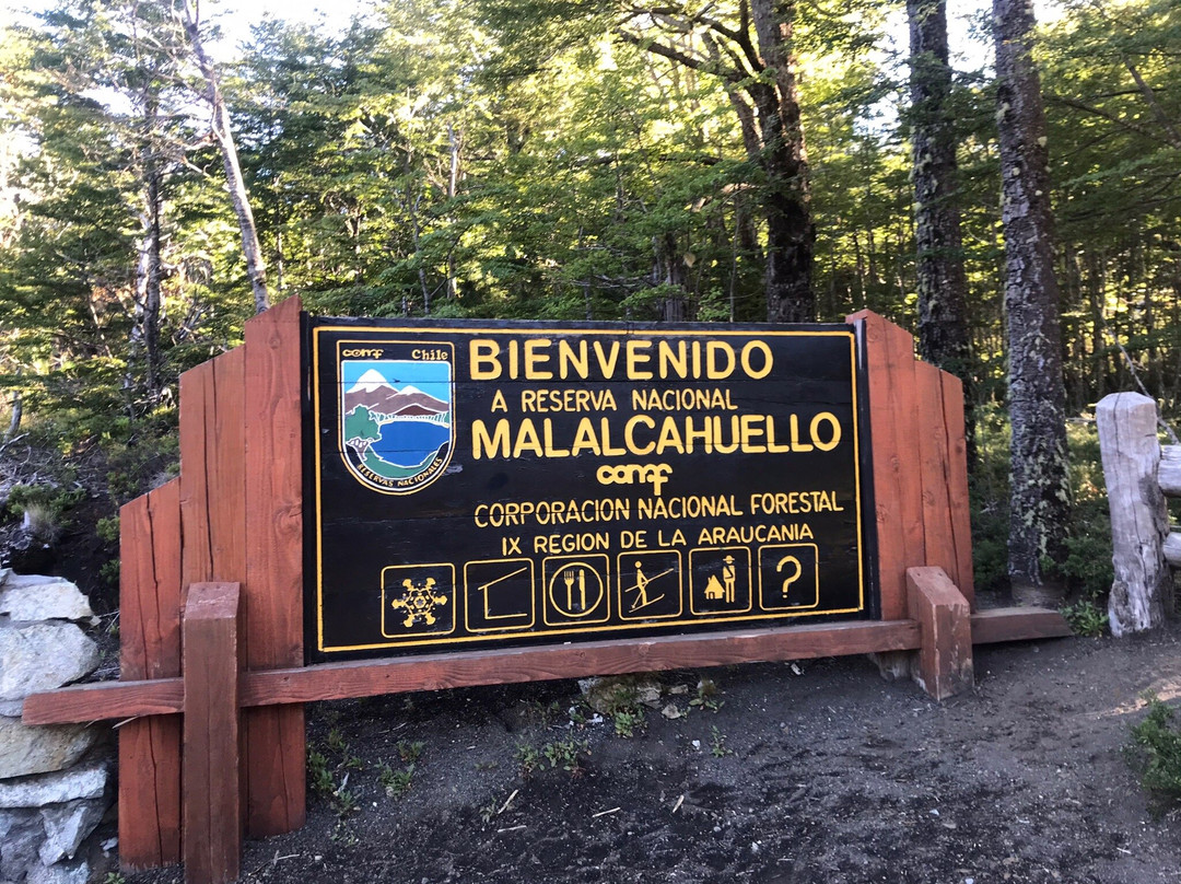 Reserva Nacional Malalcahuello - Nalcas景点图片