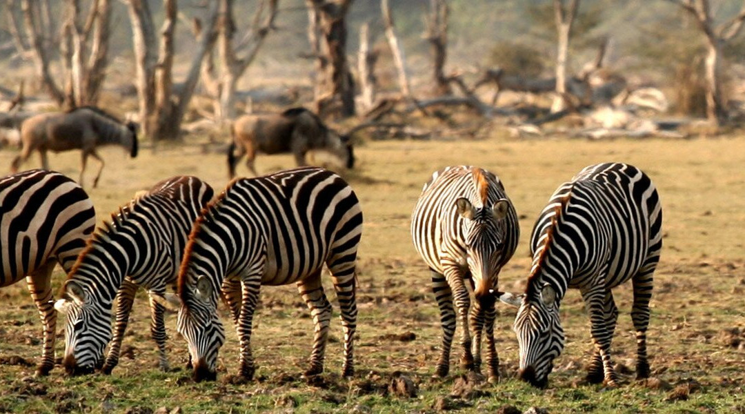 Livingstone Safari Tanzania景点图片
