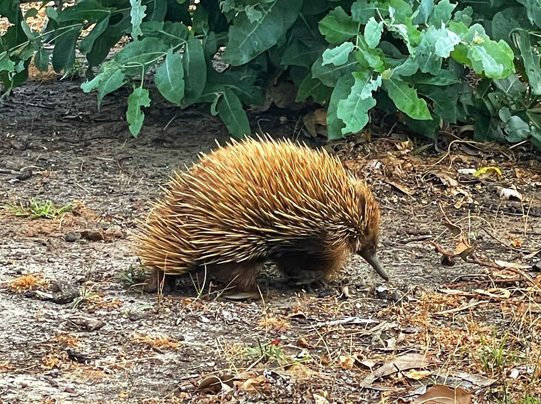 Hanson Bay Wildlife Sanctuary-Hanson Bay必去景点