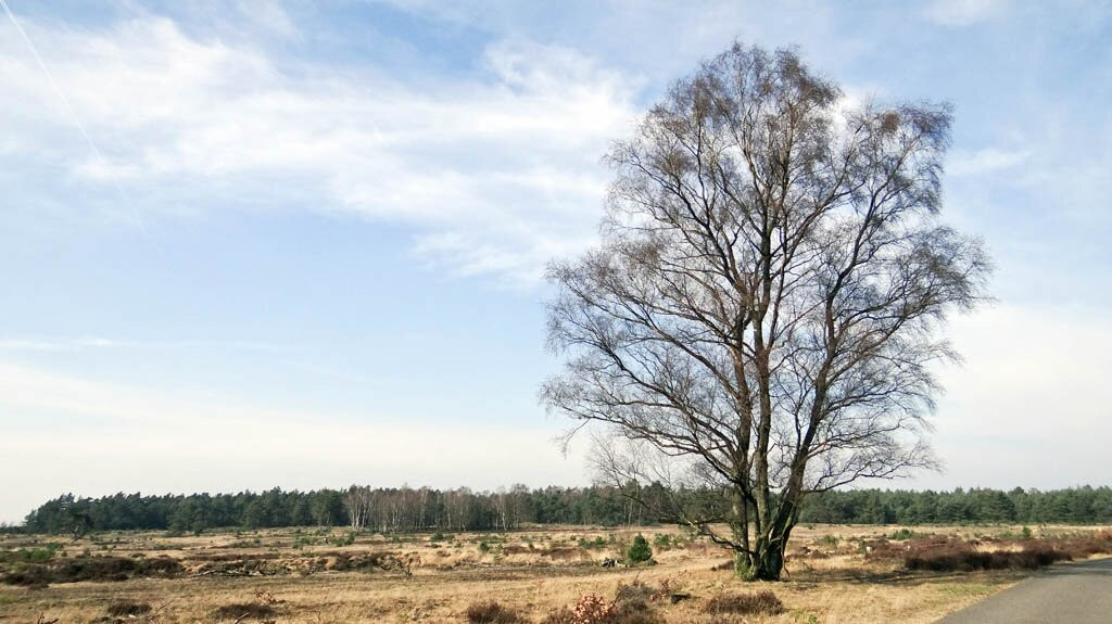 Kootwijkerzand-Kootwijk必去景点