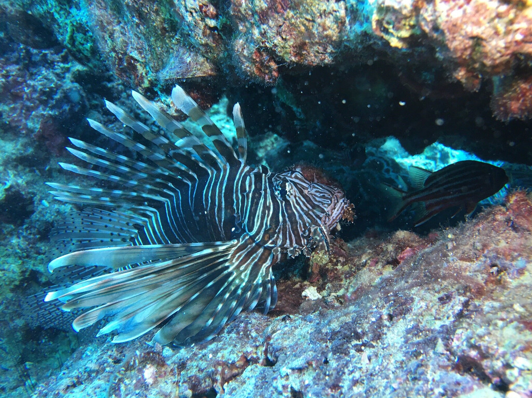 Apollo Diving Center景点图片