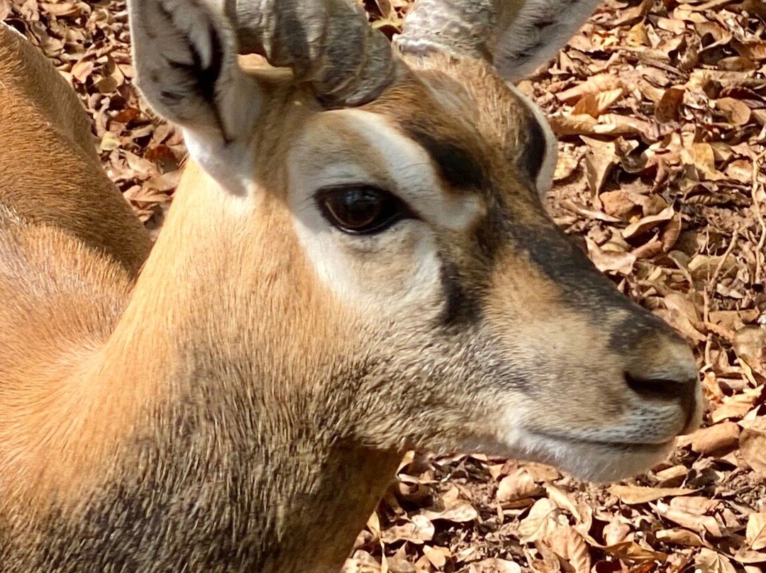 Cherokee Trace Drive-Thru Safari-Jacksonville必去景点