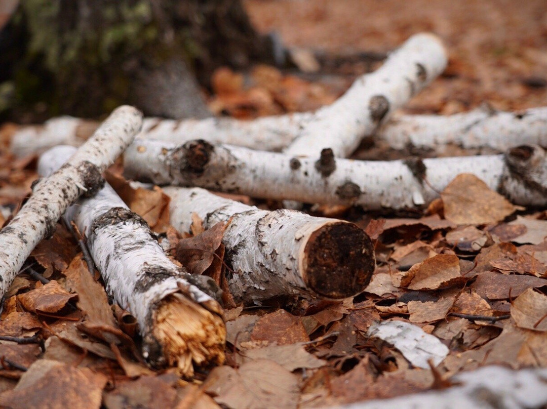 白桦林童话森林-额尔古纳市必去景点