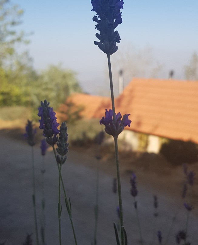 Soha Village Resort主图