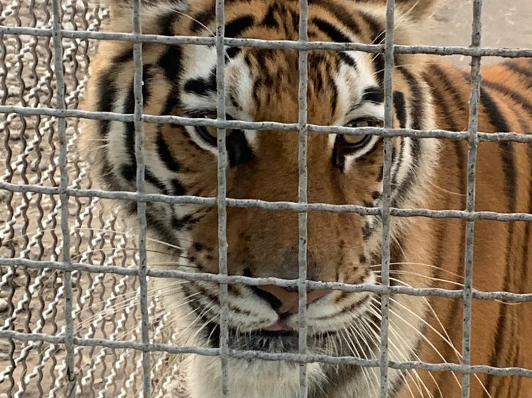 Tiger Experience-Campolongo Maggiore必去景点