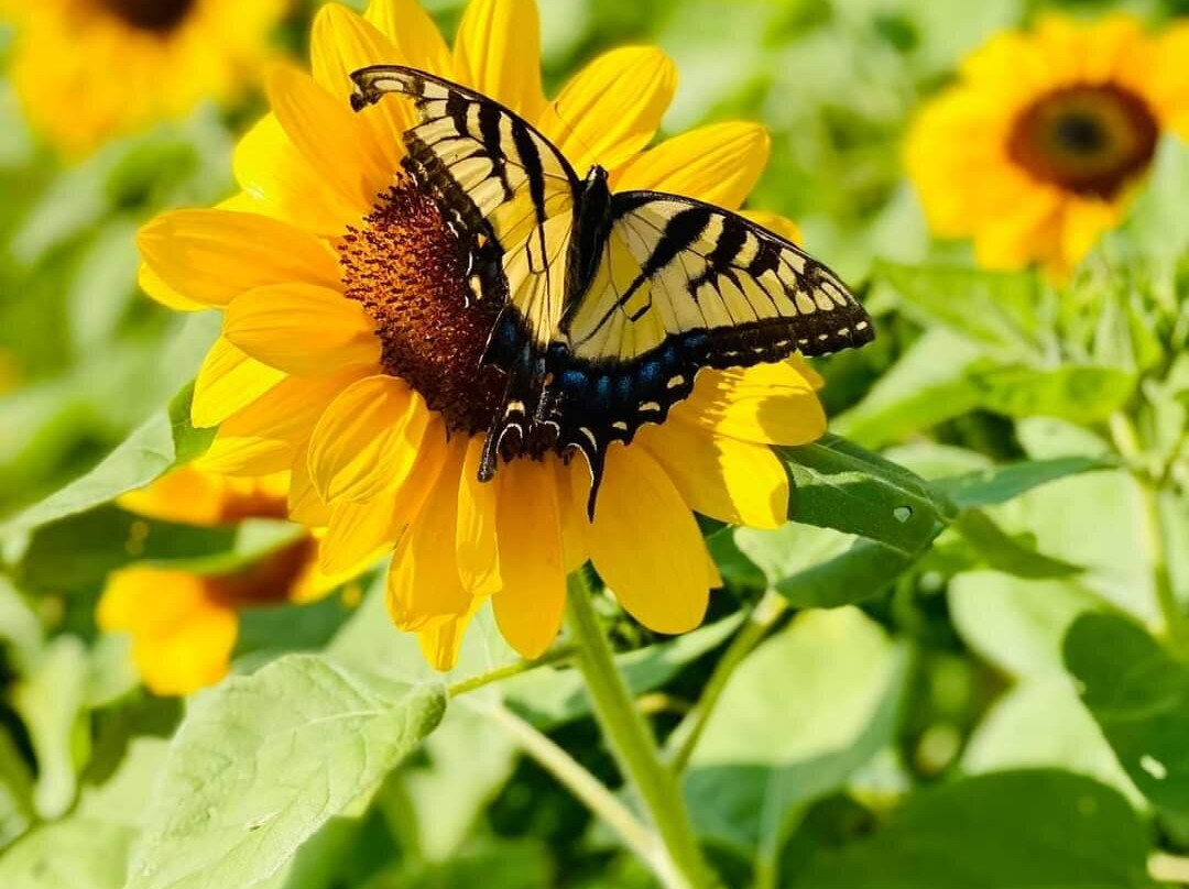 Sunset Berry Farm-Alderson必去景点