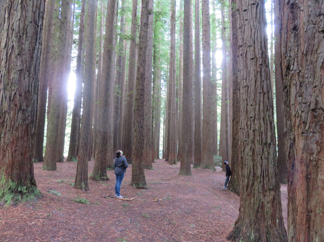 The Redwoods-Beech Forest必去景点